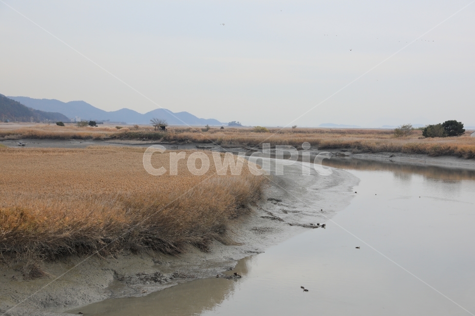 순천만습지,갯벌,mud,갈대밭,갈대,억새밭,억새,바다,순천,가을,평온,흐림,가을,계절,fall,autumn,season,자연,풍경,nature,landscape,한국자연풍경,한국자연경관,korea nature landscape,land,땅,outdoors,옥외,water,물