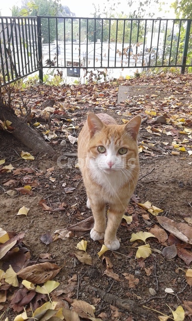 고양이,길고양이,유기묘,코숏,코리안숏헤어,길냥이,cat