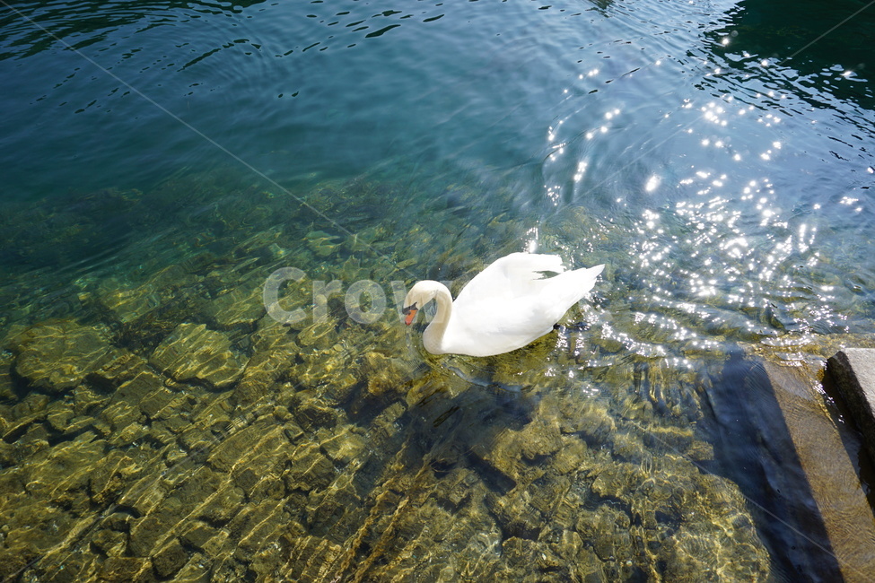 고니,큰고니,새,백조,호수,여유,동물,animal,조류,새,birds