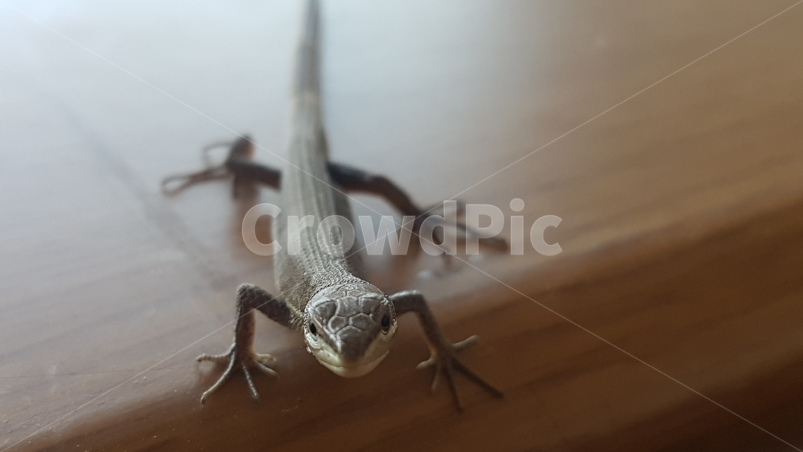 도마뱀,동물,insect,곤충,animal,파충류,양서류,reptile,amphibian