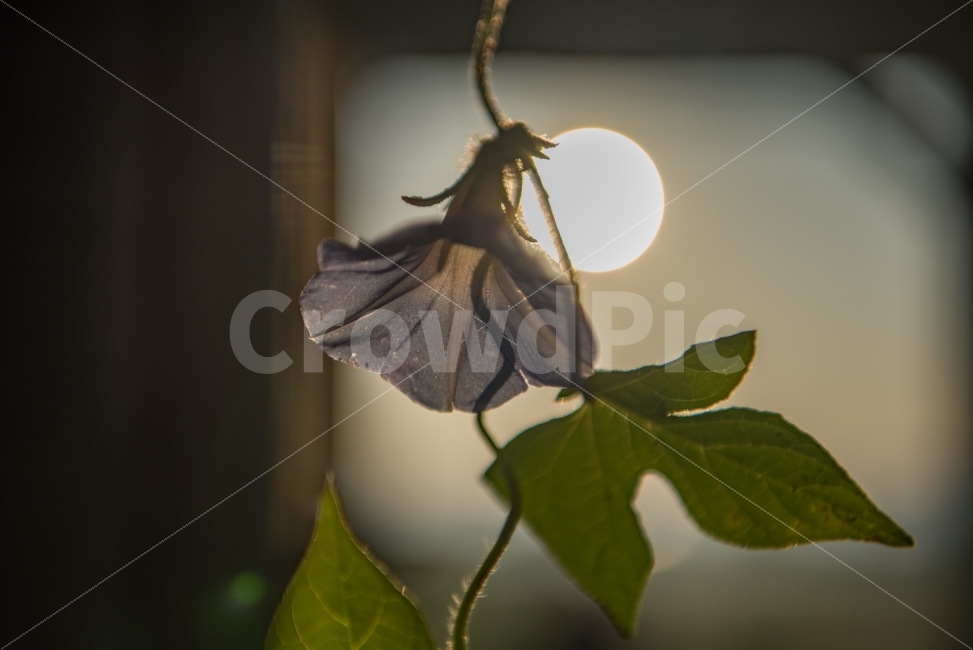 감성,풍경,꽃,가을,나팔꽃,식물,자연,plants,nature,꽃,flower,감성,sensible,feeling