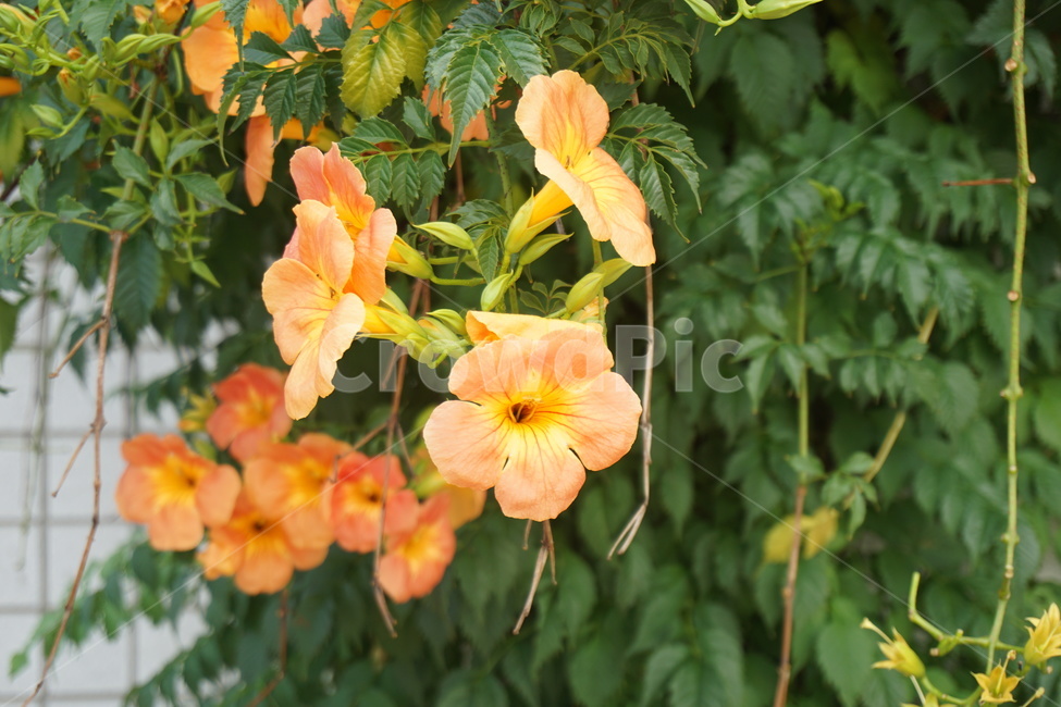 능소화,주홍,여름,꽃,궁궐,기록,식물,자연,plants,nature,꽃,flower