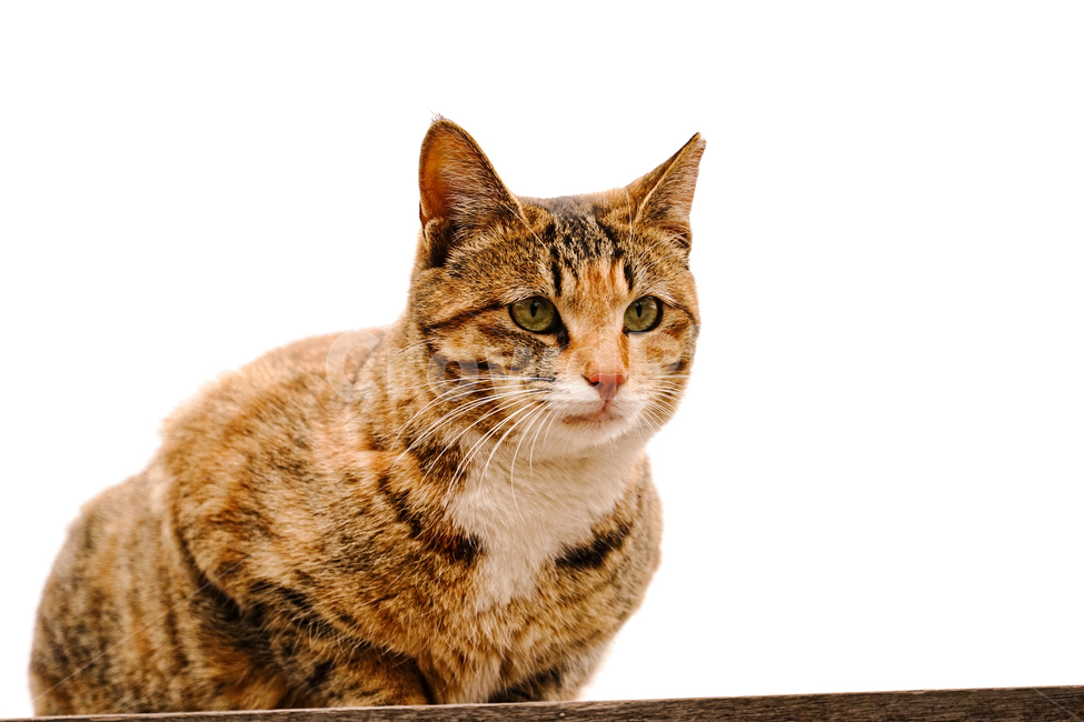 고양이,동물,포유류,길냥이,cat,animal,pet,동물,animal,포유류,mammal,고양이,cat,kitten,kitty,누끼,remove background