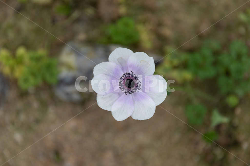 꽃,봄꽃,나무,가시,꽃잎,식물,자연,plants,nature,꽃,flower