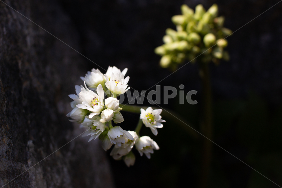 봄,봄꽃,돌단풍,야생화,flower,spring,plant,식물,식물,자연,plants,nature,꽃,flower