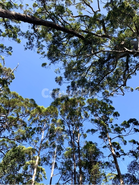 나무,tree,나무줄기,숲,하늘,forest,nature,자연,plant
