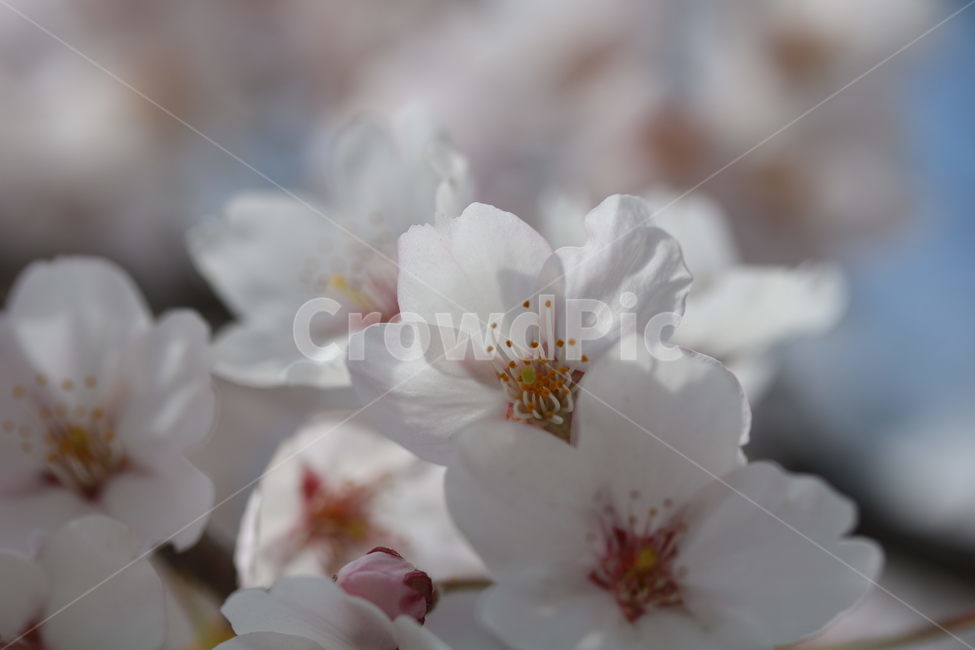 벚꽃,꽃,봄,계절,식물,자연,브라운,분홍색,하얀색,색깔,cherryblossom,pink,brown,white,flower,spring,season,color,plant,nature,봄,계절,spring,season,식물,자연,plants,nature,꽃,flower