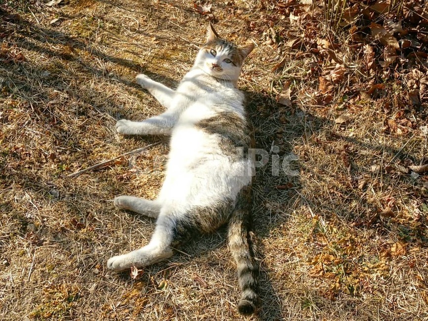 stray cat,cat,animal,cute