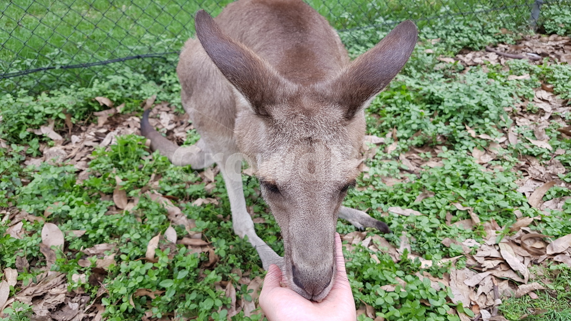 캥거루,호주,먹이,호주동물,동물,animal,동물,animal,포유류,mammal