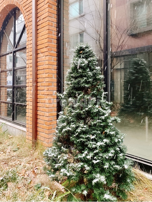 christmastree,크리스마스트리,나무,tree,눈,snow