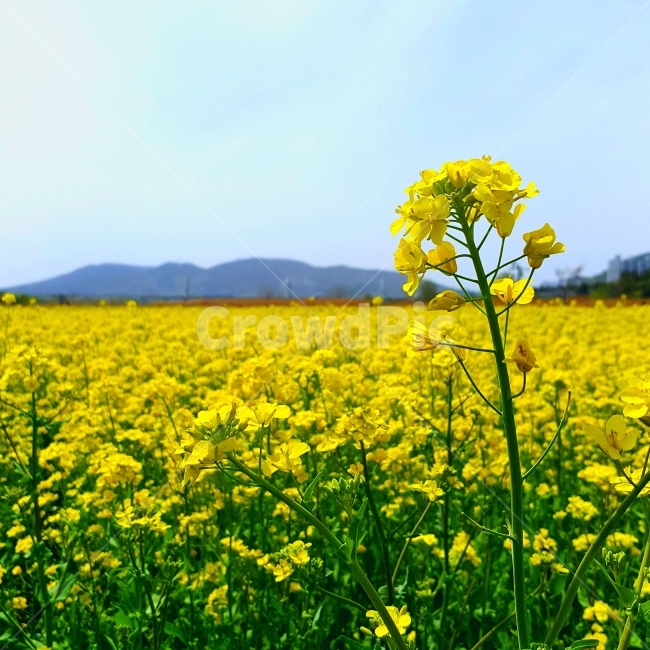 꽃,유채꽃,노란물결,flower,rapeblossoms,landscape,garden,풍경,감성,감성사진,꽃밭,yellow,snap,스냅,봄,spring,natural,nature,자연,봄,계절,spring,season,식물,자연,plants,nature,꽃,flower,field,들,grassland,목초지,outdoors,옥외,meadow,farm,농장,rural,농촌