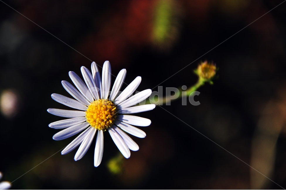 쑥부쟁이,가을꽃,들꽃,야생화,꽃봉오리,꽃,플라워,식물,flower,flowers,plants,plant,자연,nature,가을,계절,season,fall,autumn,10월,october,flowerbed,flowergarden,식물,자연,plants,nature,꽃,flower