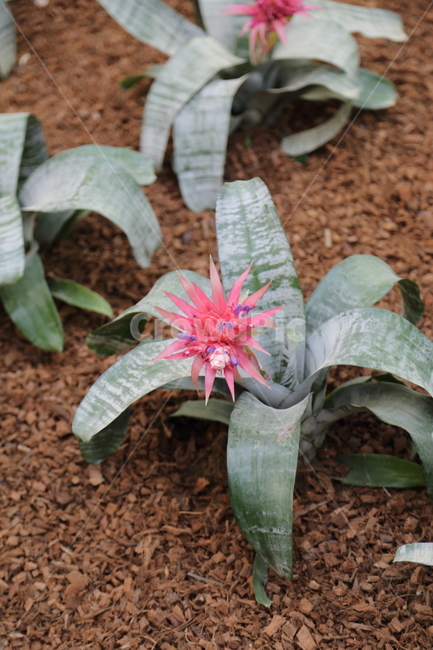 꽃,식물,flower,선인장,cactus,선인장꽃,분홍꽃
