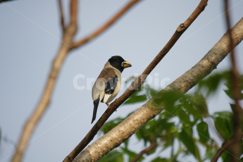 밀화부리,철새,조류,작은새,새,동물,animal,조류,새,birds