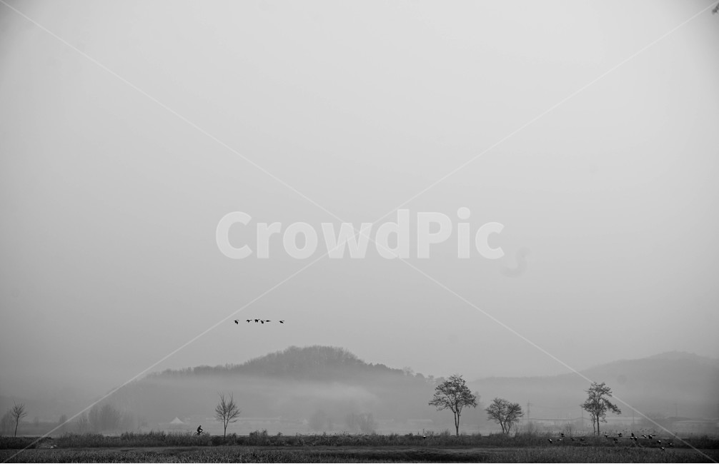 안개,철새,아침,소래지,자전거,자연,풍경,nature,landscape,한국자연풍경,한국자연경관,korea nature landscape,흑백,모노톤,monochrome,black and white,fog,weather,날씨,outdoors,옥외