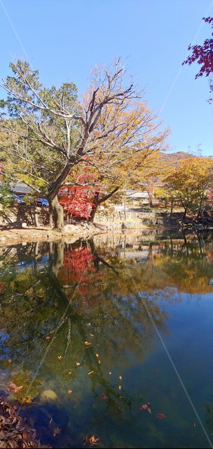 절,한산사,단풍,호수,plant,식물,tree,나무,water,물,자연,nature,outdoors,옥외
