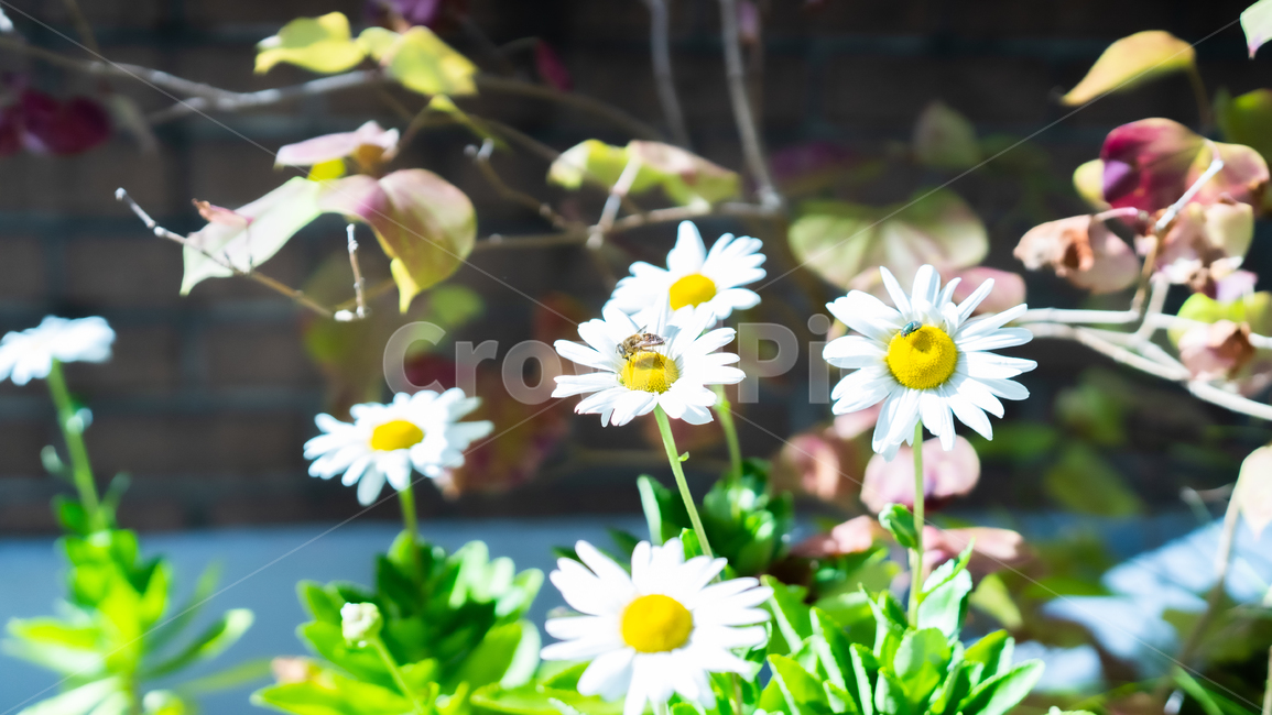 식물,벌,bee,꽃,flower,plant,식물,자연,plants,nature,꽃,flower