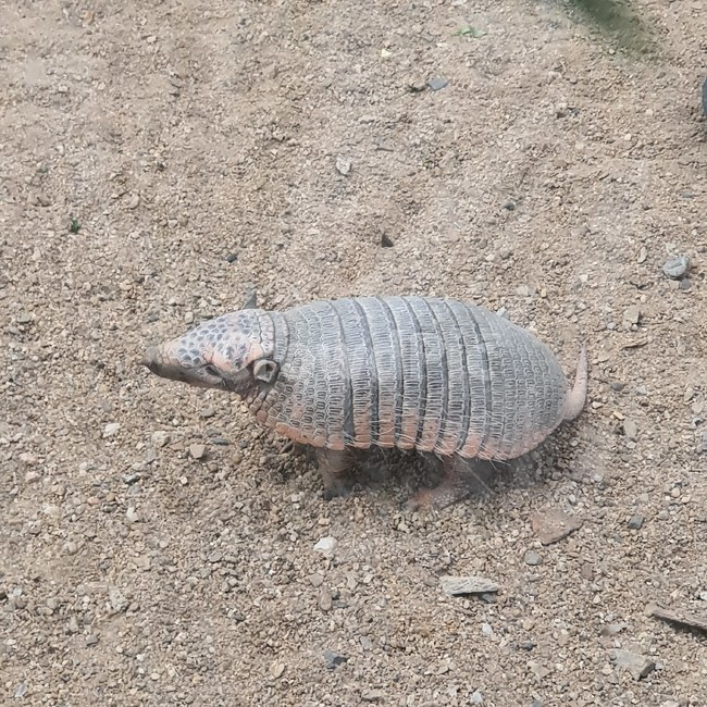 아르마딜로,동물,armadillo,야생동물,포유류