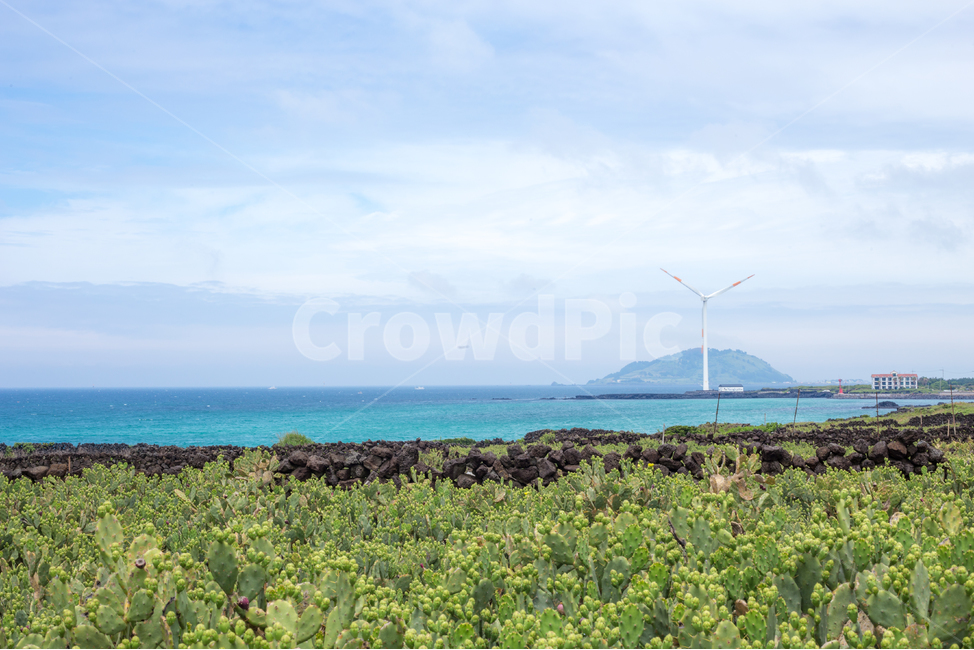 바다,해변,여름,자연,하늘,구름,sea,ocean,beach,summer,sky,cloud,풍력발전기,풍력발전,선인장,제주,제주도,자연,풍경,nature,landscape,machine,기계,engine,엔진,motor,모터