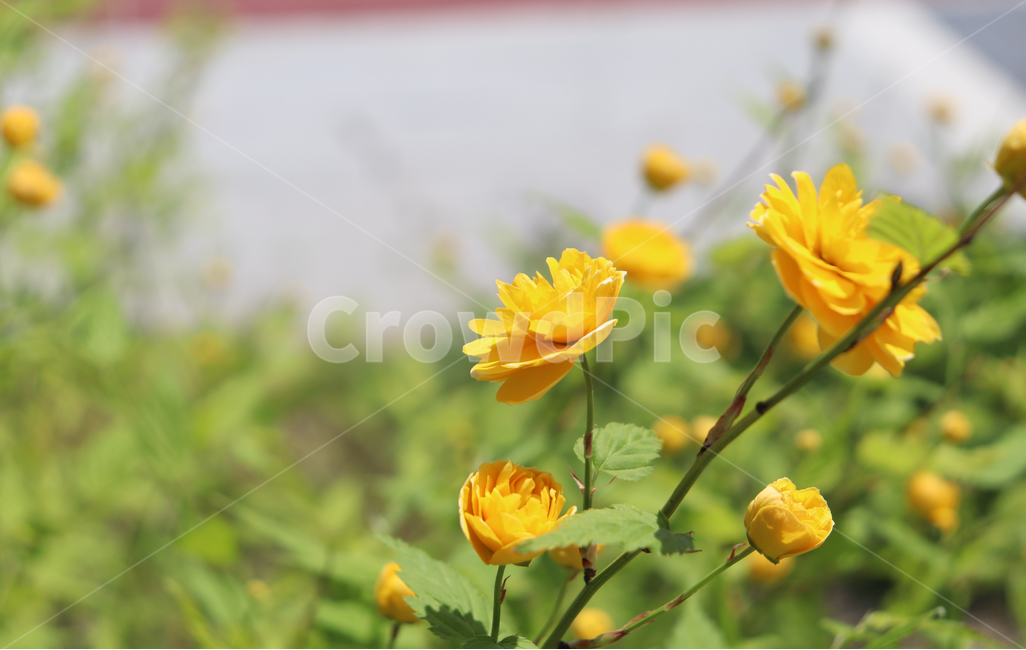식물,plant,봄,꽃,자연,계절,flower,spring,nature,노란색,감성사진,감성,색상,색채,채도,색감,잎,풀,경치