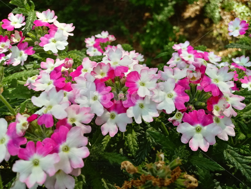 버베나,꽃,식물,verbena,일년초,화단용,식물,자연,plants,nature,꽃,flower
