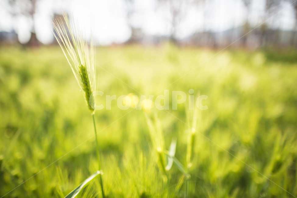 청보리,보리,햇살,역광,보리밭,배경,식물,자연,plants,nature