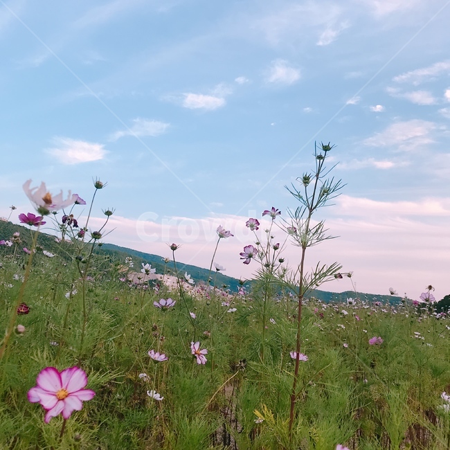 코스모스,코스모스밭,가을,산,꽃밭,꽃,푸른하늘,가을날씨