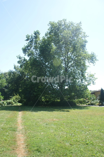 나무,식물,자연,잔디,햇살,휴식,공원,여유,힐링,산책,길,plant,grass,lawn