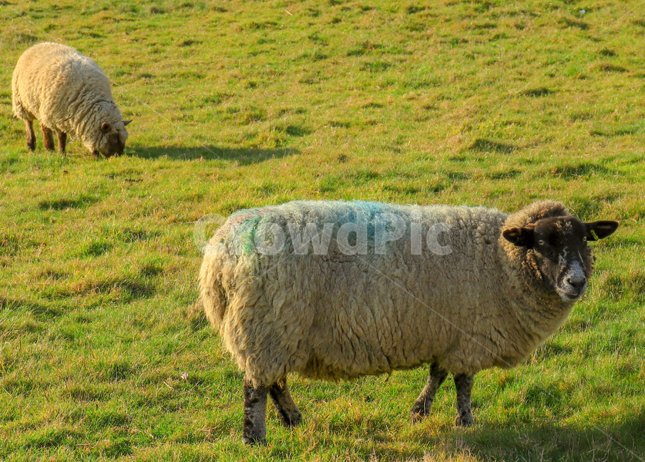 양,sheep,lamb,새끼양,양털,푹신,fluffy,fur