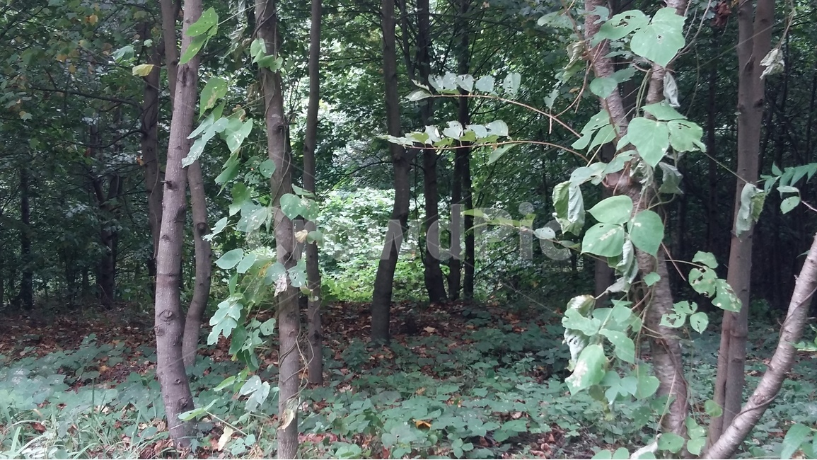 나무,자연,숲,풍경,산책,자연,풍경,nature,landscape,plant,식물,tree