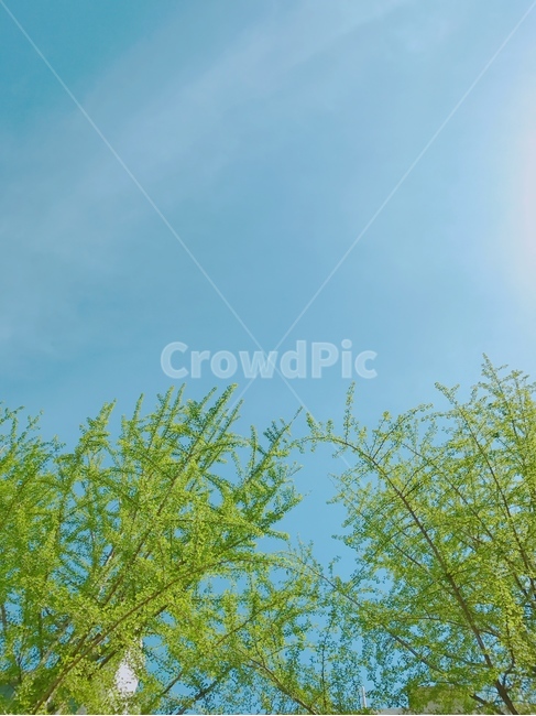 나무,하늘,파란하늘,tree,sky