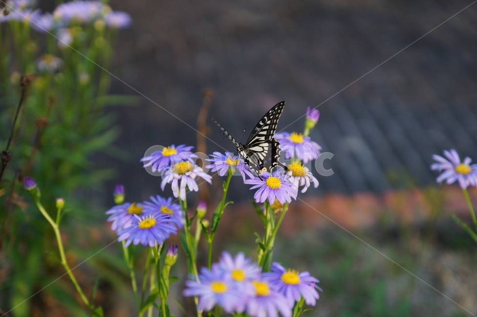 식물,plant,구절초,가을꽃,호랑나비,보라색꽃,flower