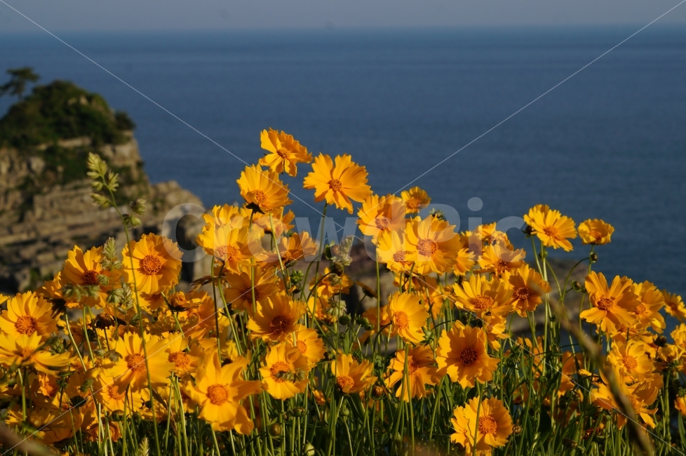 금계국,금계국화,금계국꽃,꽃사진,꽃,식물,자연,plants,nature,꽃,flower