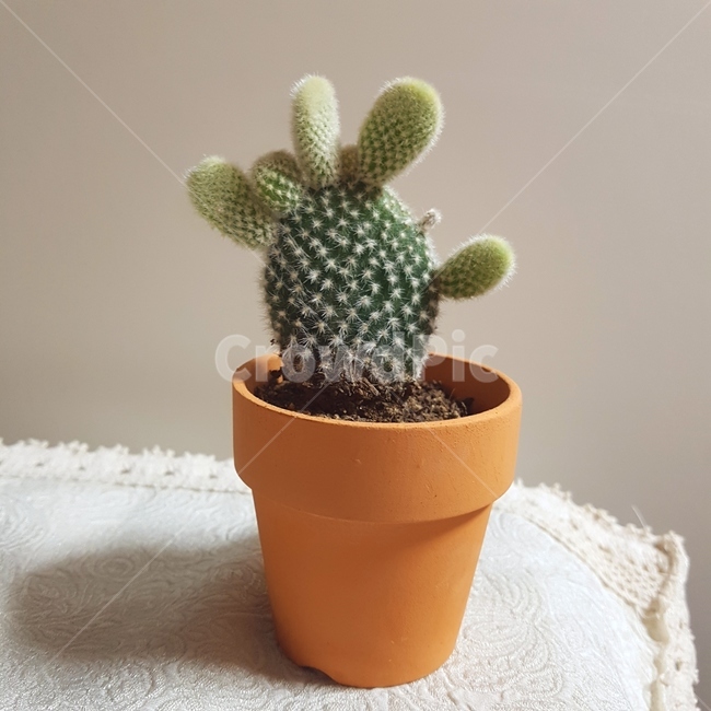 선인장,화분,식물,아기자기,귀여움,실내용화초,화분,화초,house plant
