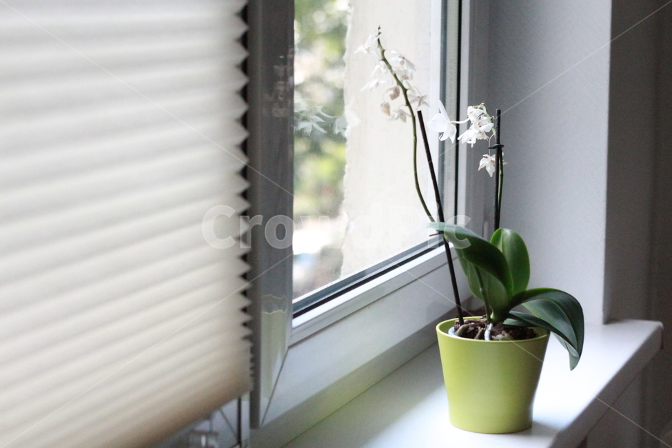식물,창문,햇살,서양난,난,식물,자연,plants,nature,꽃,flower,실내용화초,화분,화초,house plant,휴식,힐링,rest,relaxation,healing,인테리어,실내디자인,interior design