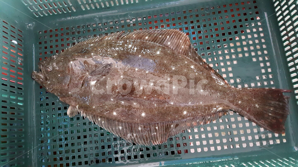 물고기,어류,광어,음식,수조,바구니,아가미,꼬리,지느러미,플라스틱,fish,flatfish,food,watertank,basket,gill,tail,plastic,fin,동물,animal,어류,물고기,fish
