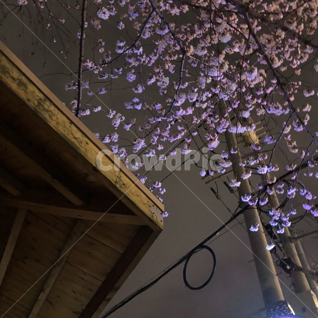 벚꽃,저녁,밤,보라색,분홍색,나무,전봇대