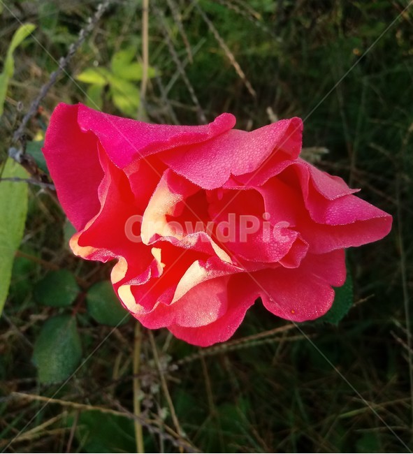 꽃,식물,plant,장미,flower,blossom,식물,자연,plants,nature,꽃,flower