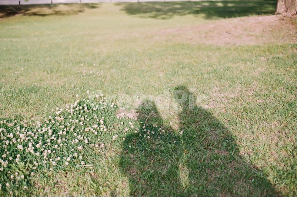 그림자,두명,둘,커플,실루엣,여름,두사람,shadow,silhouette,summer,twopeople,couple,잔디밭,공원,데이트,park,lawn,filmphotograph,필름사진,감성사진,사람,인물,인간,human,person,인물실루엣,사람실루엣,character silhouette,human silhouette,plant,식물,grass,잔디,field,들,ground,바닥,outdoors,옥외