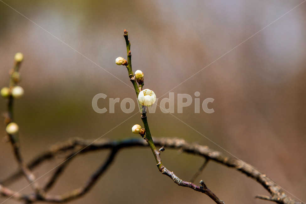 봄,꽃봉오리,감성,꽃,벚꽃,봄,계절,spring,season,식물,자연,plants,nature,꽃,flower,plant,sprout,새싹,bud,싹,blossom