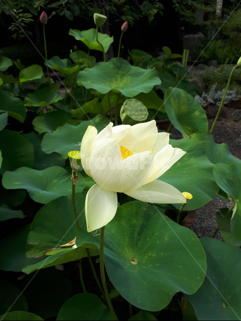 자연,flower,はな,꽃,하얀꽃