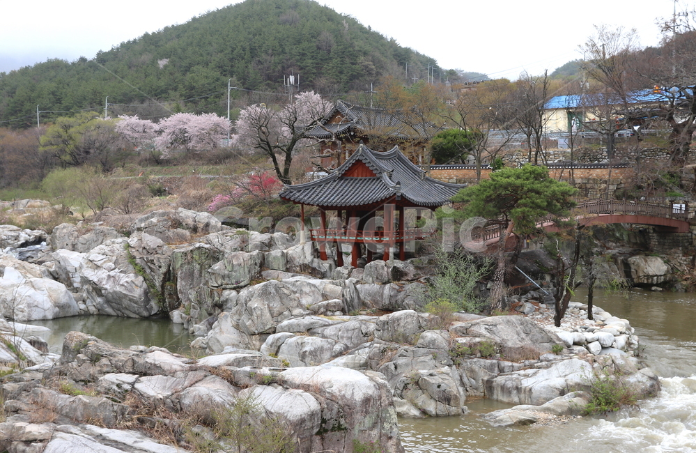 벚꽃,나무,벚꽃나무,분홍색,봄,봄꽃,plant,식물,flower,blossom,꽃,자연,함양,함양거연정,남강,정자,정자문화,바위,강물,문화재,유형문화재,화림동계곡,다리