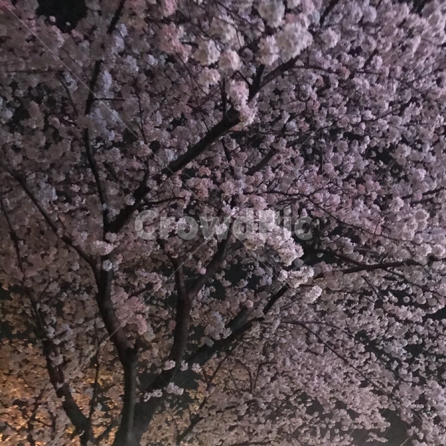 flower,꽃,blossom,벚꽃,밤,night
