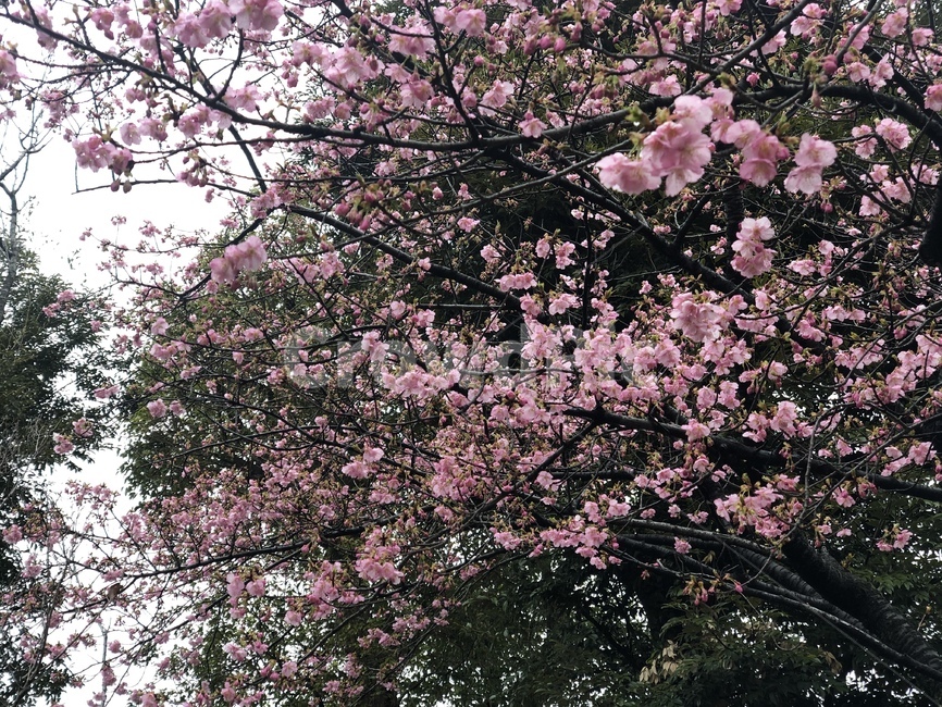 벚꽃,cherryblossom,flower,꽃,봄,핑크