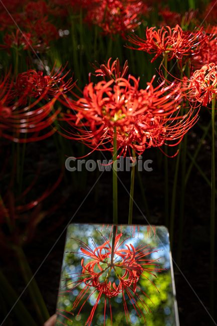 plant,식물,꽃무릇,반영,거울,식물,자연,plants,nature,꽃,flower