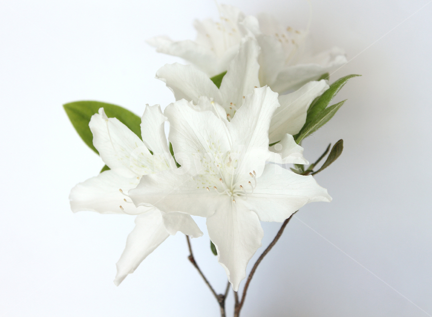 azaleas,azaleasflowers,closeup,decoration,detail,flower,fresh,green,leaf,leaves,macro,natural,nature,plant,royalazaleablossom,whiteazaleasflowers,철쭉,철쭉꽃,클로즈업,디테일,꽃,신선한,그린,녹색,잎,나뭇잎,잎사귀,자연,식물,플라워,흰색,화이트,흰배경,진달래,식물,자연,plants,nature,꽃,flower