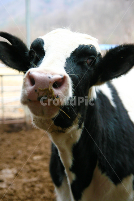 젖소,홀스타인,암소,cow,축산,얼룩소,동물,animal,포유류,mammal