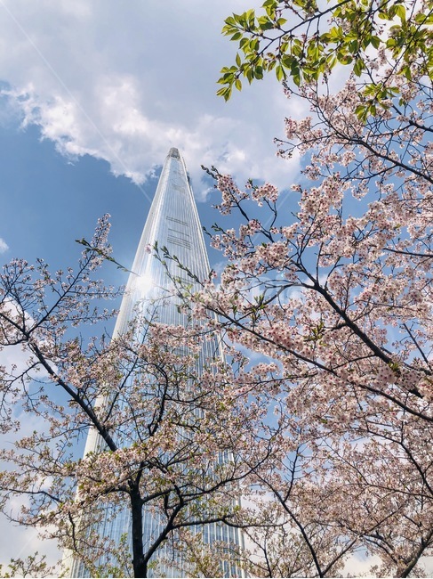 잠실,롯데월드타워,벚꽃,석촌호수,봄,spring,sunnyday,seoul,korea,jamsil,lotteworldtower,cherryblossom