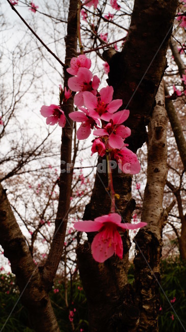 벚꽃,나무,봄,분홍색,산,봄,계절,spring,season,식물,자연,plants,nature,꽃,flower,plant,blossom