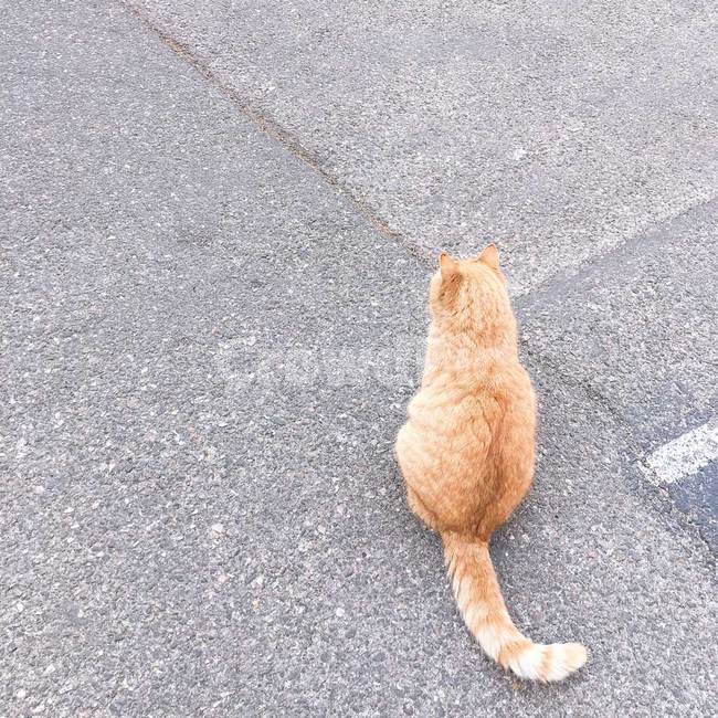 동물,애완동물,고양이,cat,animal,뒷모습,치즈냥,노란색